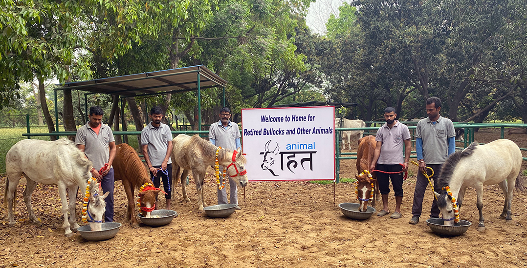 This image shows the five ponies being welcomed to the Animal Rahat sanctuary in Ranapur.