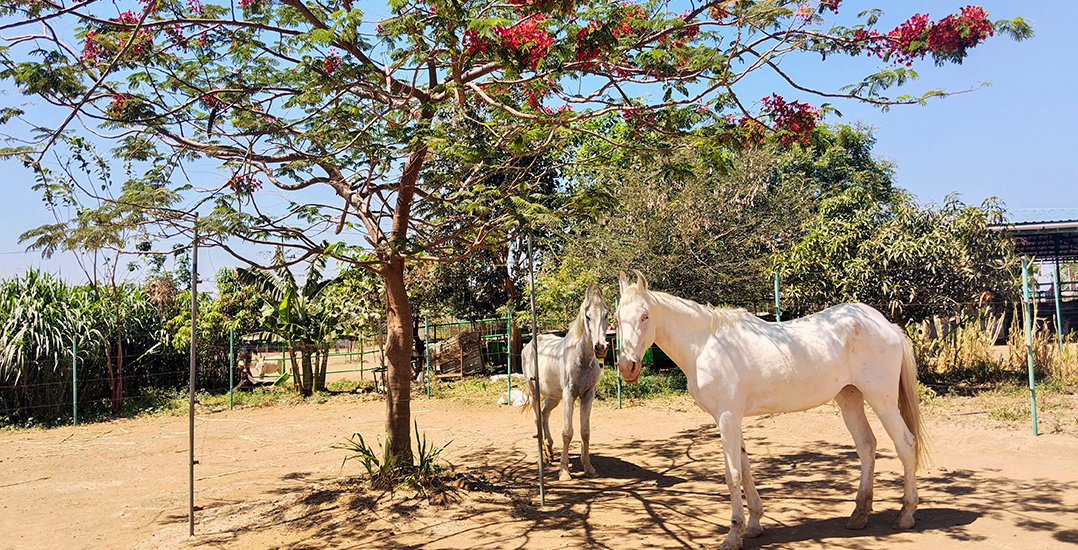 This image shows horses Ranbir and Alia standing under a beautiful tree.