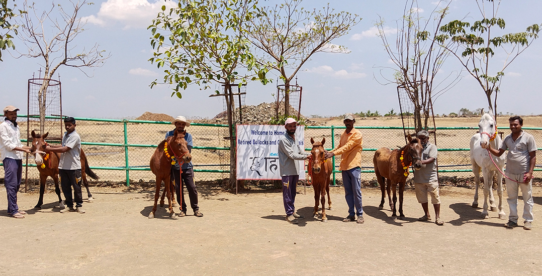 This image shows five ponies and one horse being welcomed to their new home with Animal Rahat.