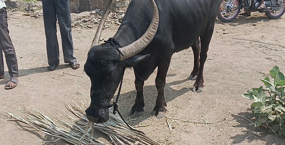 This image shows the buffalo after she has been lifted out of the well and is munching on sugar cane tops.