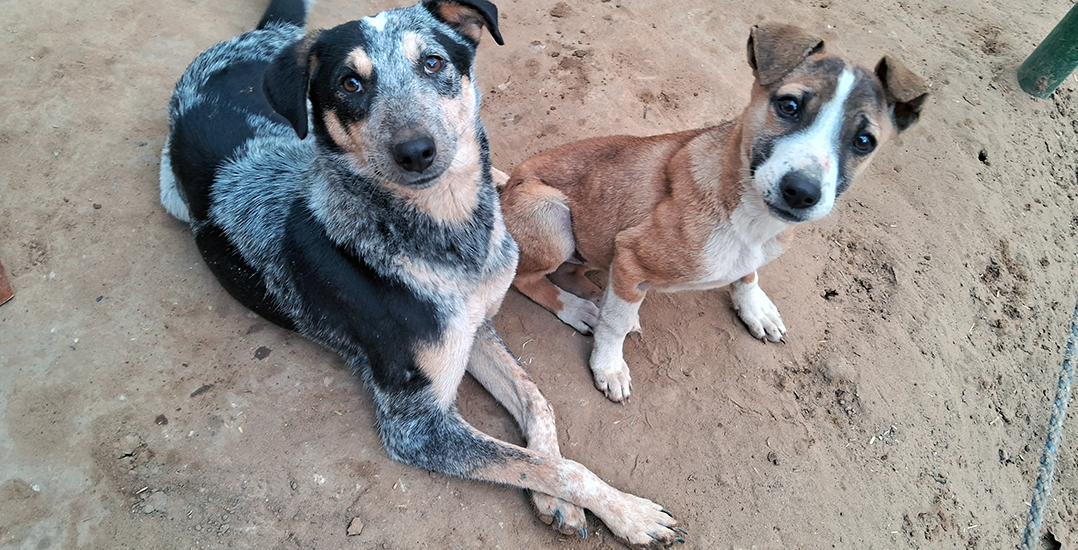 This photo shows dogs Tuffy and Karuna looking at the camera.