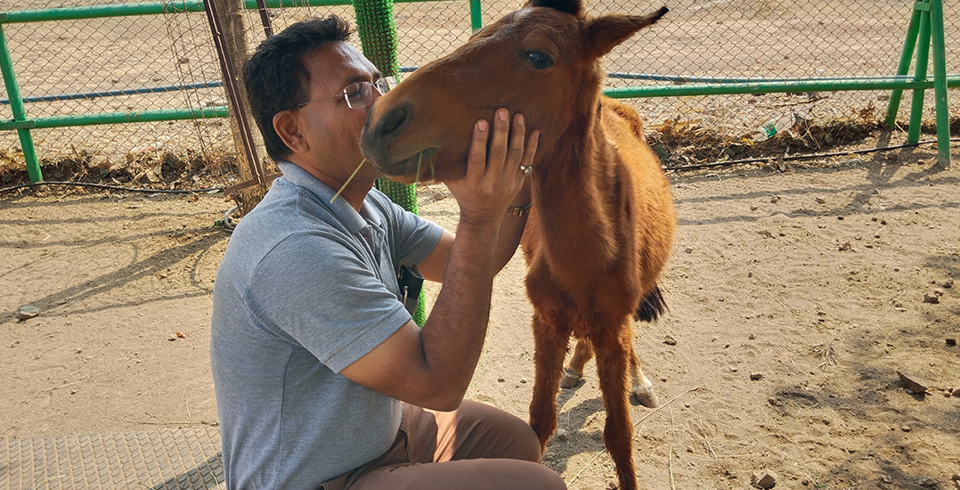 This image shows an Animal Rahat veterinarian examining foal Roshan.