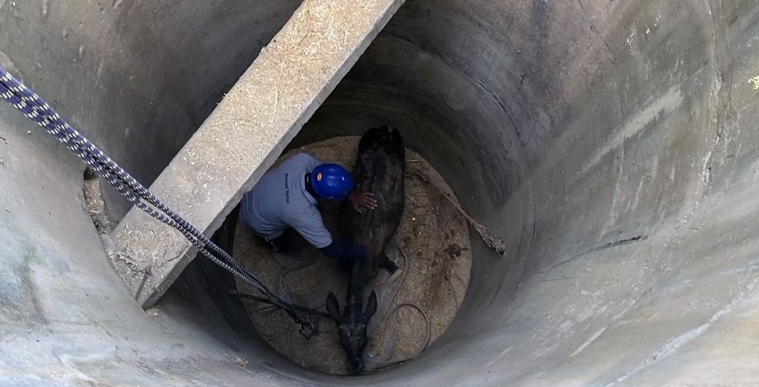 The team descended into the well and comforted the cow.