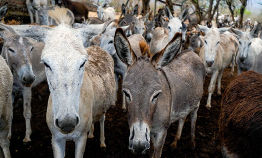 HELP! Hundreds of Rescued Animals Must be Moved Quickly!