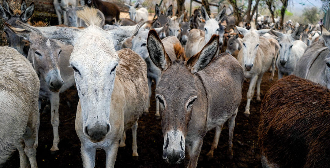 This image shows the donkeys who need to be transported to an Animal Rahat sanctuary.