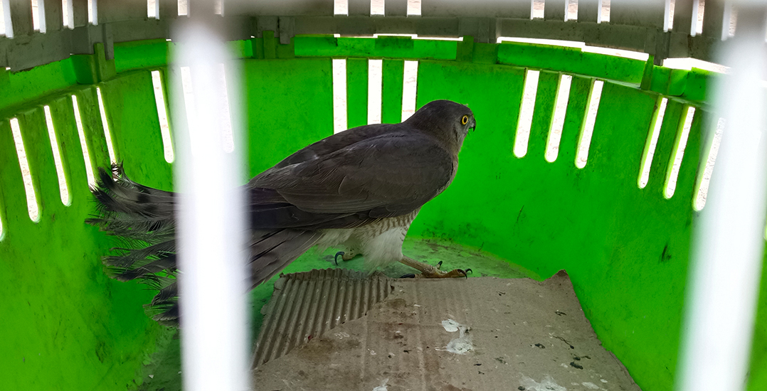 The shikra was put inside a carrier to be transported and examined.