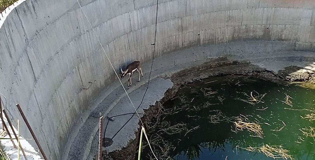 The blackbuck is tiny compared to the massive well he’s trapped in.