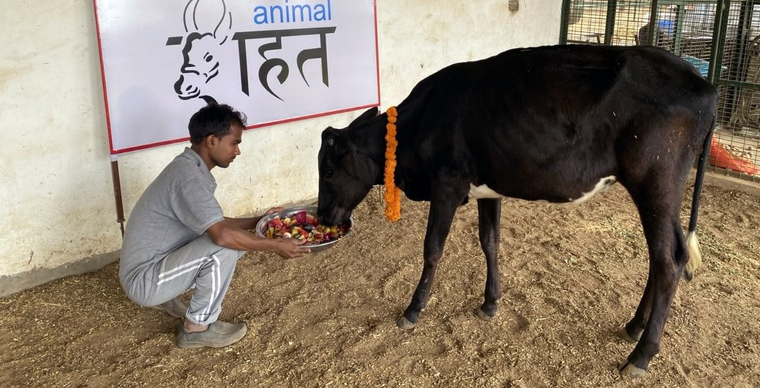 Meena loves the caretakers and snacks at the Ranapur sanctuary.