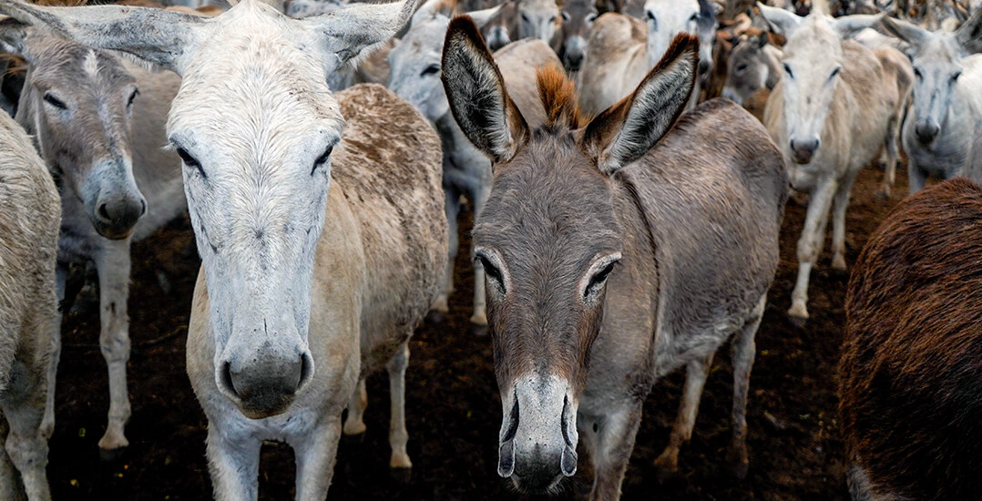 This image shows the donkeys who are at Animal Rahat’s sister sanctuary.