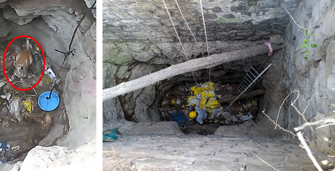 This image shows a dog at the bottom of a well and an Animal Rahat rescuer at the bottom of the well preparing to rescue the dog.