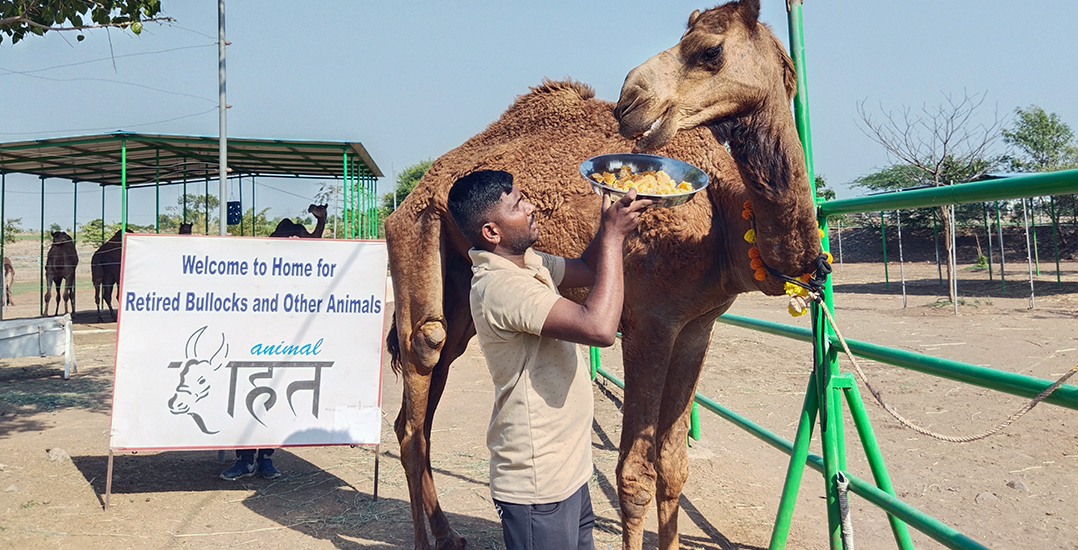 Camel Bahadur is being welcomed to the Animal Rahat sanctuary in Sangli with a plate of fruit and an edible flower garland.