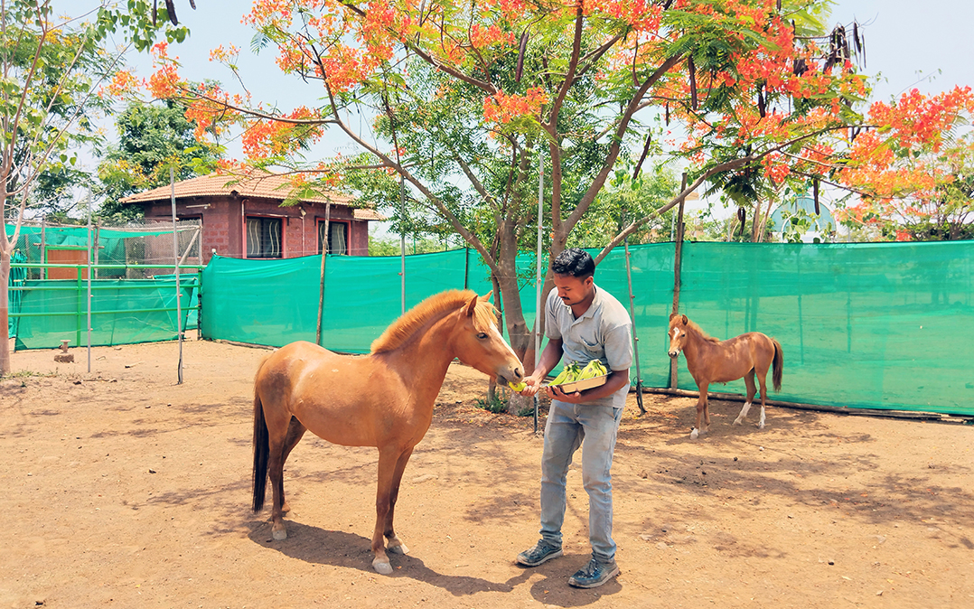 Jwala and her foal, Janaki, are under a flowering tree at the sanctuary in Sangli with an Animal Rahat caretaker.