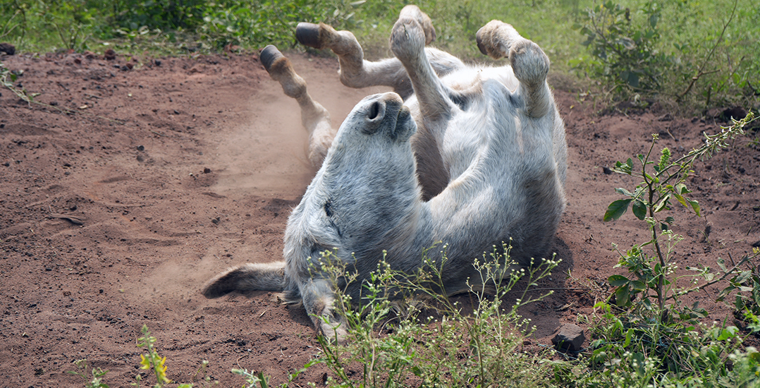 A donkey happily rolls in the dirt at the Animal Rahat sanctuary in Gundlupet.