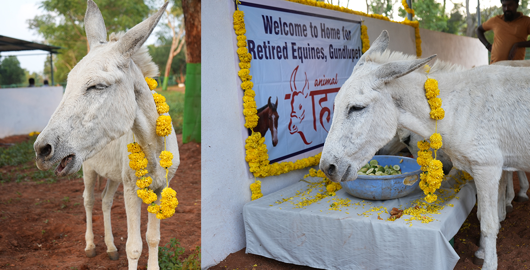 A donkey wears a garland of edible flowers that staff prepared for his arrival at the sanctuary.