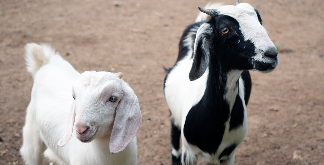 Goats who will soon be moved to the Animal Rahat sanctuary in Sangli stand beside one another.