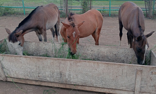 Ponies Geeta, Babita, and Sita Didn’t Know Humans Could Be Kind