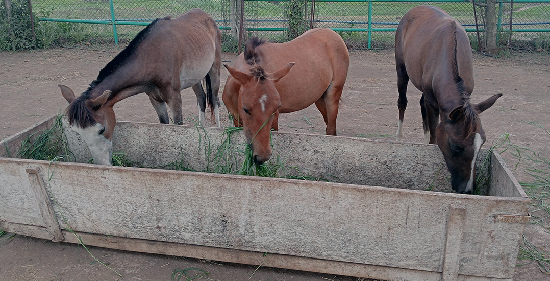 Ponies Geeta, Babita, and Sita eat fresh grass at the Animal Rahat sanctuary in Sangli.