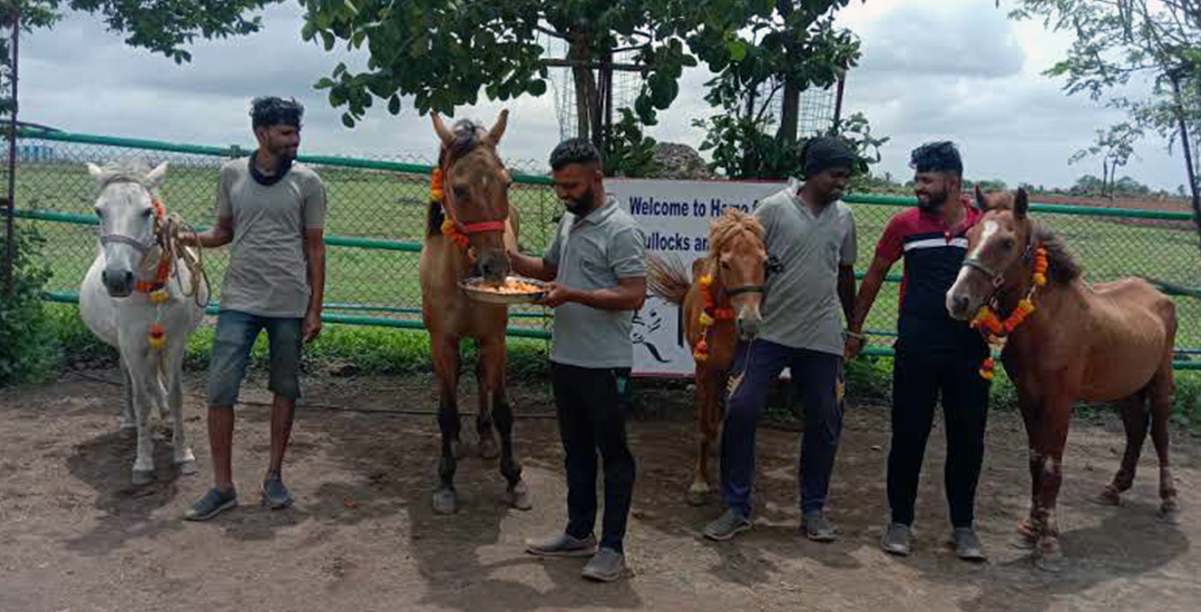 Animal Rahat staff welcome three ponies and one horse to the Sangli sanctuary.