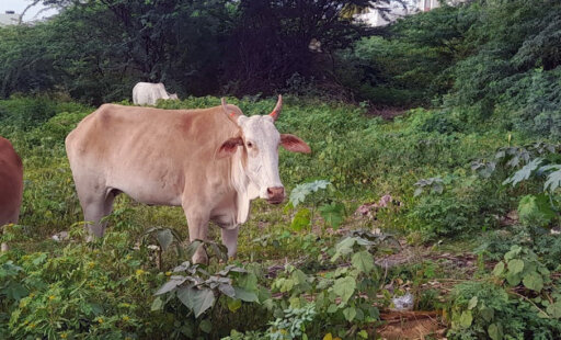 This Cow’s Spirits Soared When She Was Reunited With Her Family