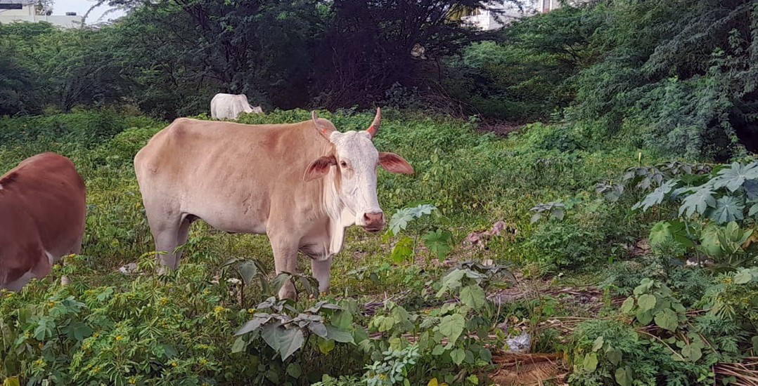 A cow looks at the camera after being reunited with her herd.