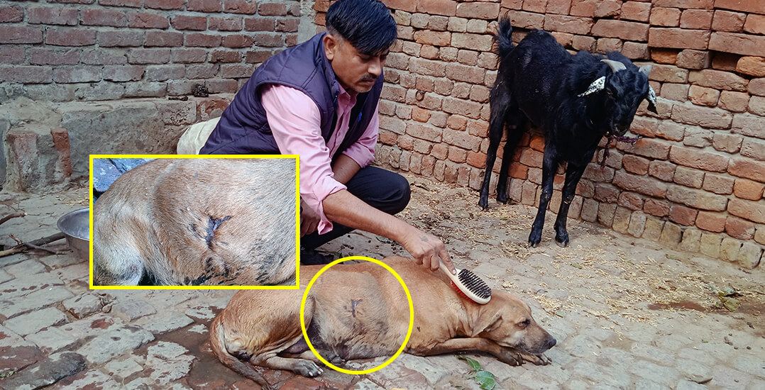 This image shows an Animal Rahat rescuer inspecting the dog’s large abscess near the abdomen. A goat looks on in the background.