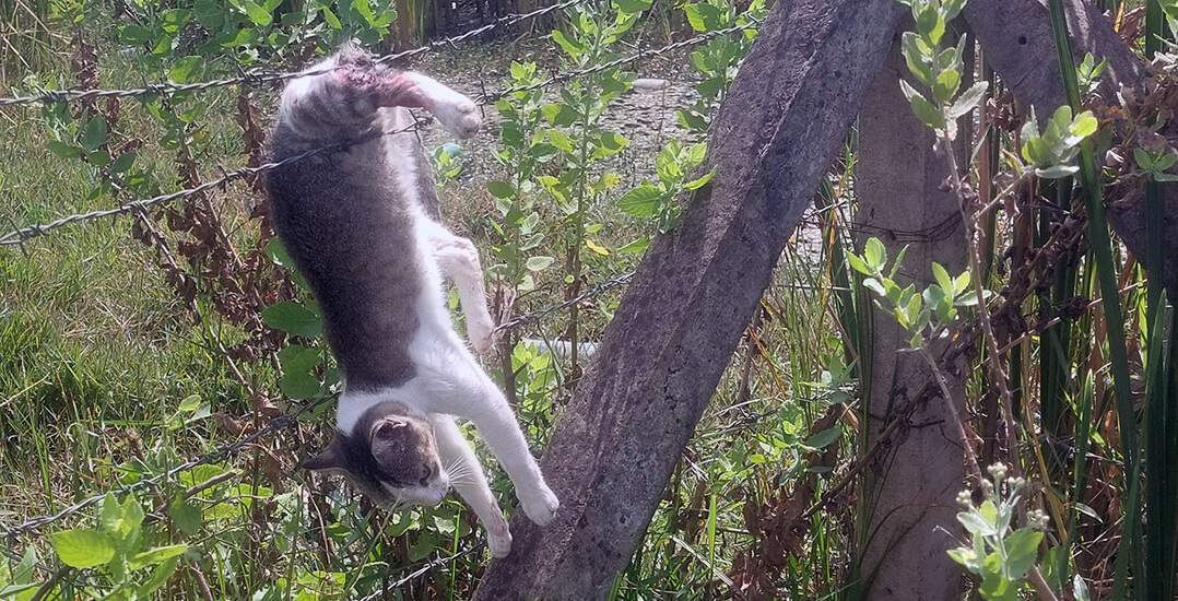 This image shows a cat with her hind leg caught in barbed wire.