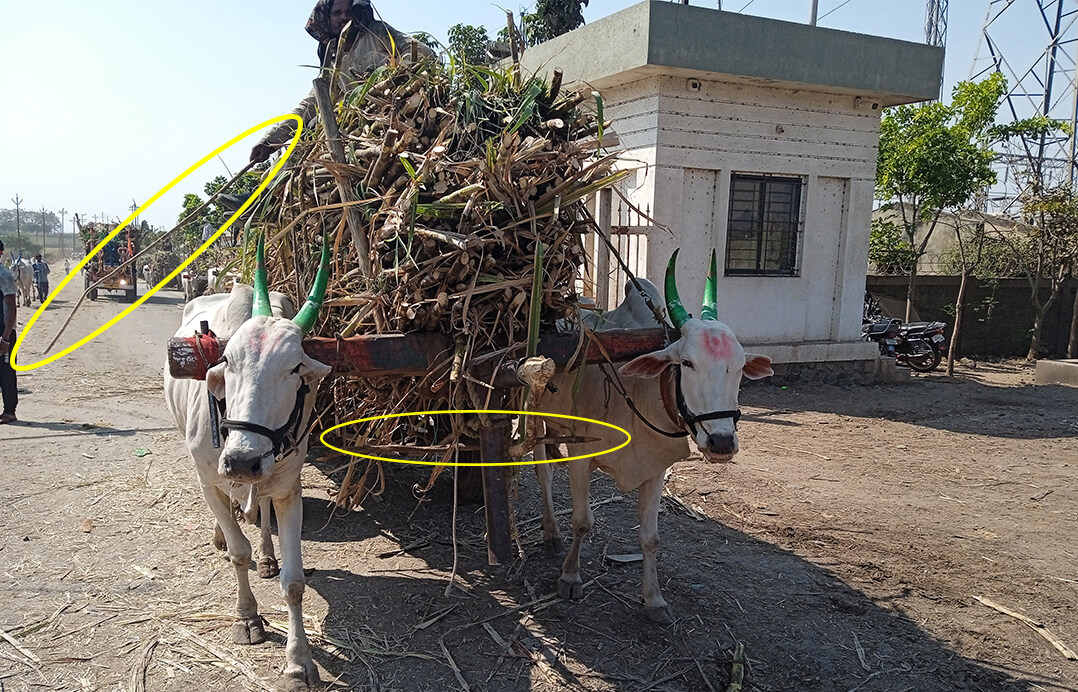 This image shows two bullocks at a sugar factory hauling sugar cane. Their owner is sitting on top of the large load they are carrying, holding a whip.