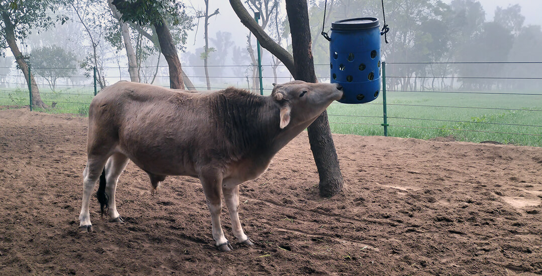 This image show bullock Bhaskar at the Animal Rahat sanctuary in Ranapur pulling fresh grass from a feeder.