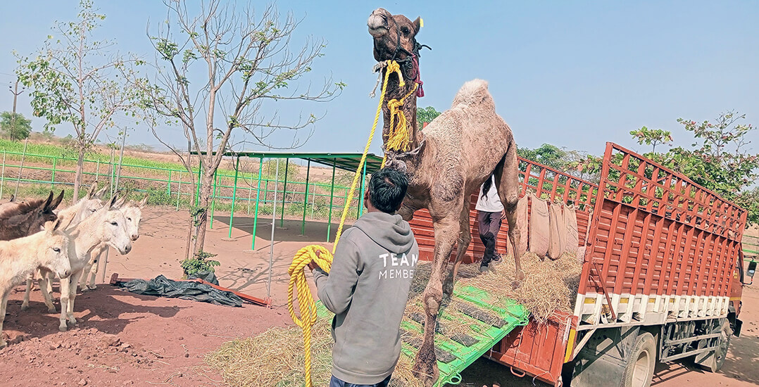 This image shows camel Anand being guided off a truck by an Animal Rahat sanctuary staffer while donkeys observe the new resident’s arrival.