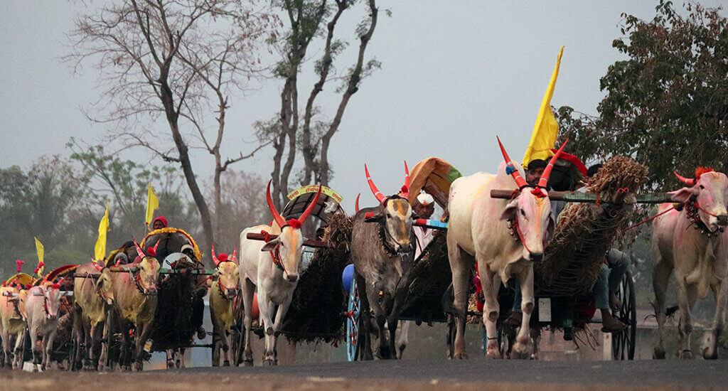 This image shows bullocks pulling carts on a road while traveling to Chinchali Fair.