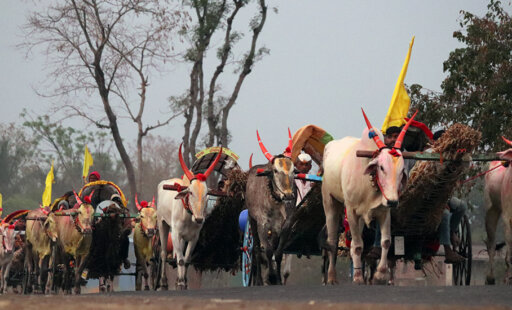 Healing Beautiful Bullocks and Ponies at Chinchali Fair