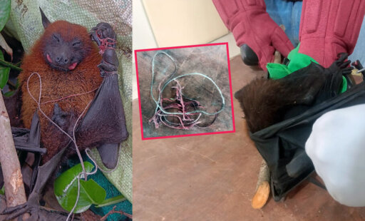 This Fruit Bat Needed Animal Rahat