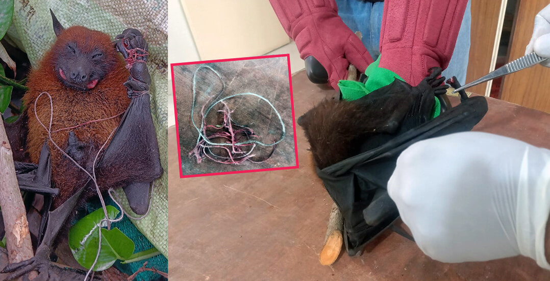 This image shows a fruit bat entangled in cotton string, the string after being removed, and an Animal Rahat veterinarian and his assistant carefully removing the string.