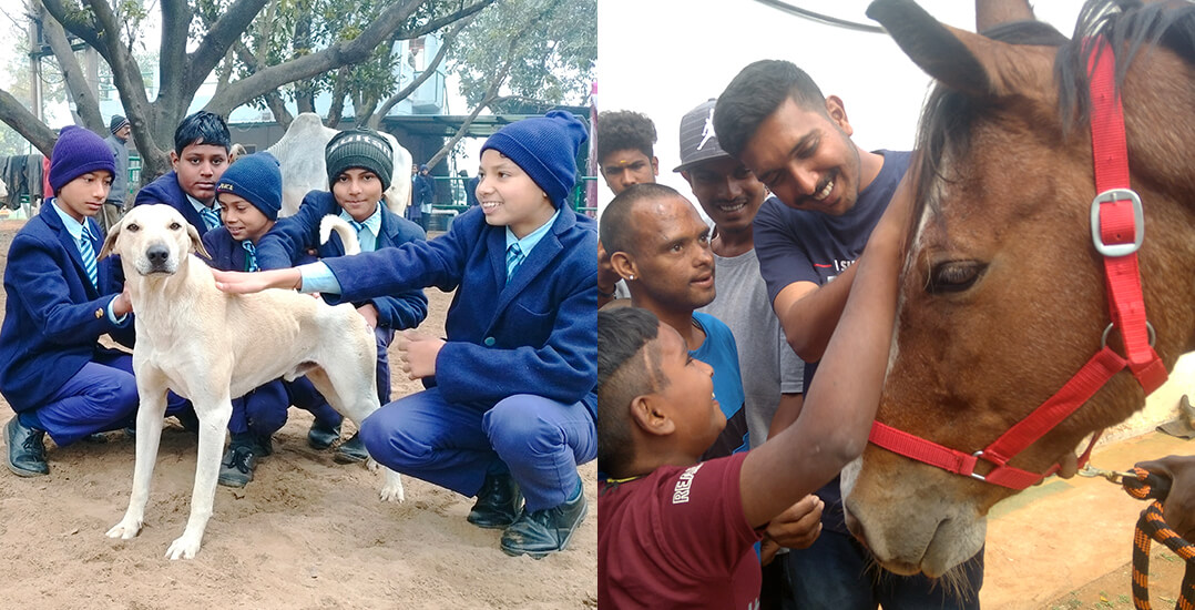 This image shows students at the Ranapur and Gundlupet sanctuaries gently greeting animals under the guidance of caretakers.