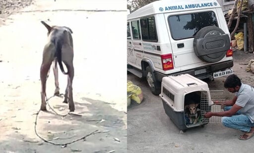 Embedded Barbed Wire Threatened to End This Village Dog’s Life