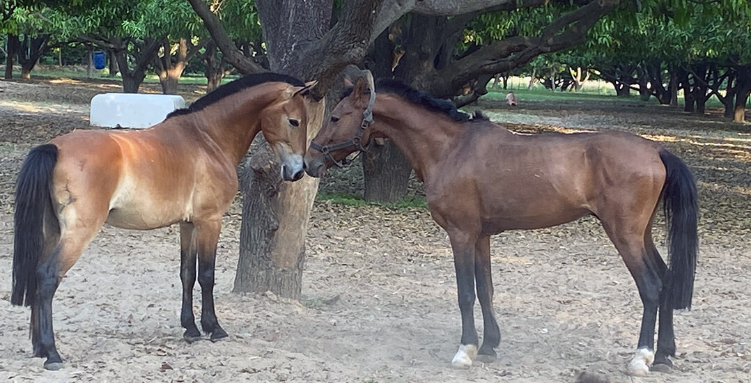 The image shows two horses touching noses.