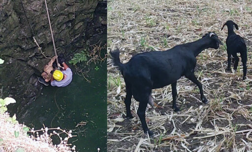 Tiny Survivor’s Big Rescue: Kid Saved From Terrifying Well