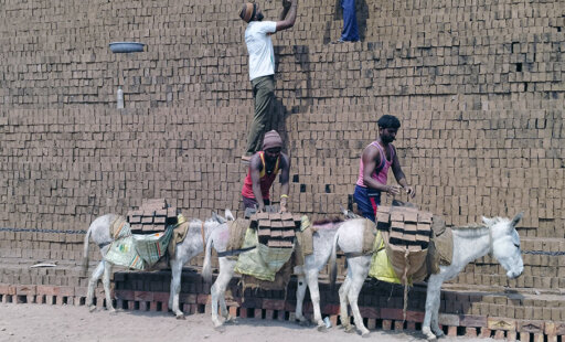 Unburdened at Last—Six Donkeys Get to Retire