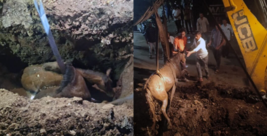 One image shows two ponies in a narrow pit. Another shows one of the ponies being lifted out by a crane.