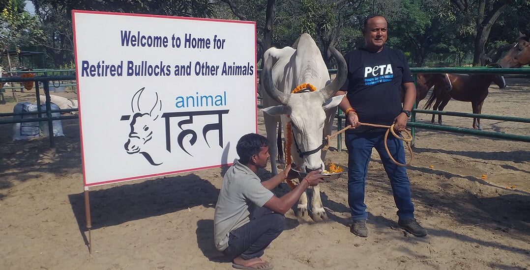 Rescuers welcome Jagat to the Ranapur sanctuary.