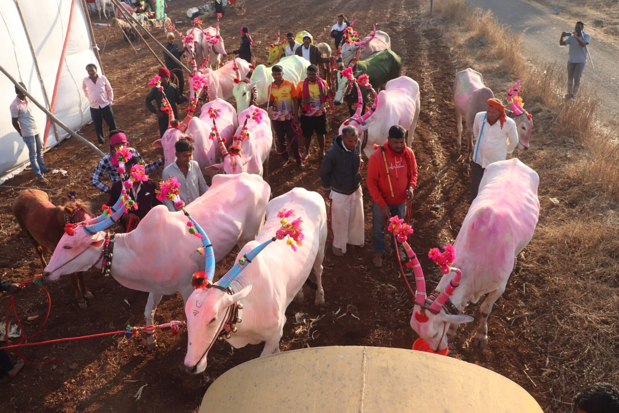 animals stop for a rest at an Animal Rahat camp.