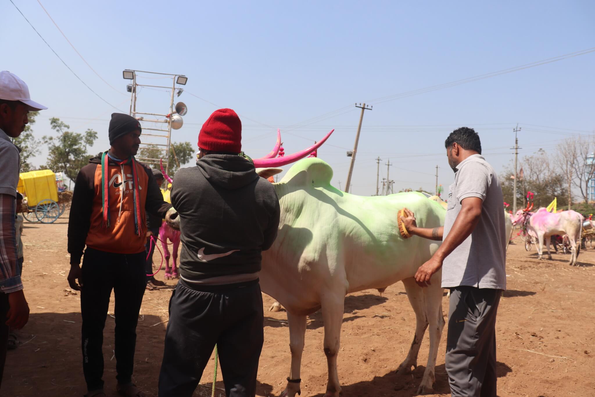 Animal Rahat grooms a weary bullock to help calm his nerves before treatment.