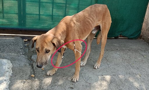 Team Solapur Rescues a Desi Dog From a Prickly Situation