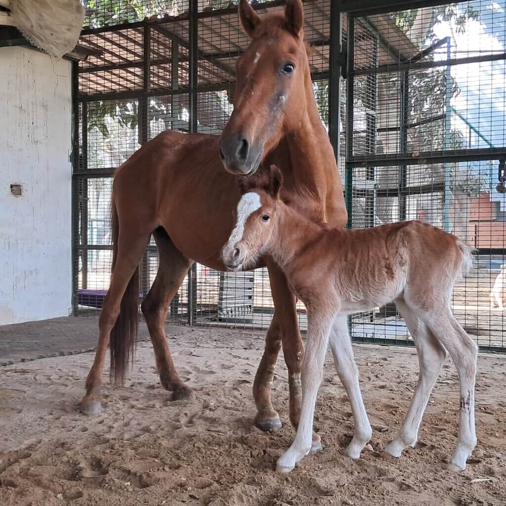 Jolly, a newly born foal, poses with his mother Chameli at the Animal Rahat 