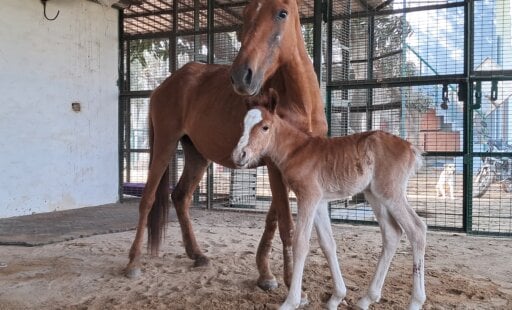 From Beaten to Beloved: Welcome, Chameli and Jolly!