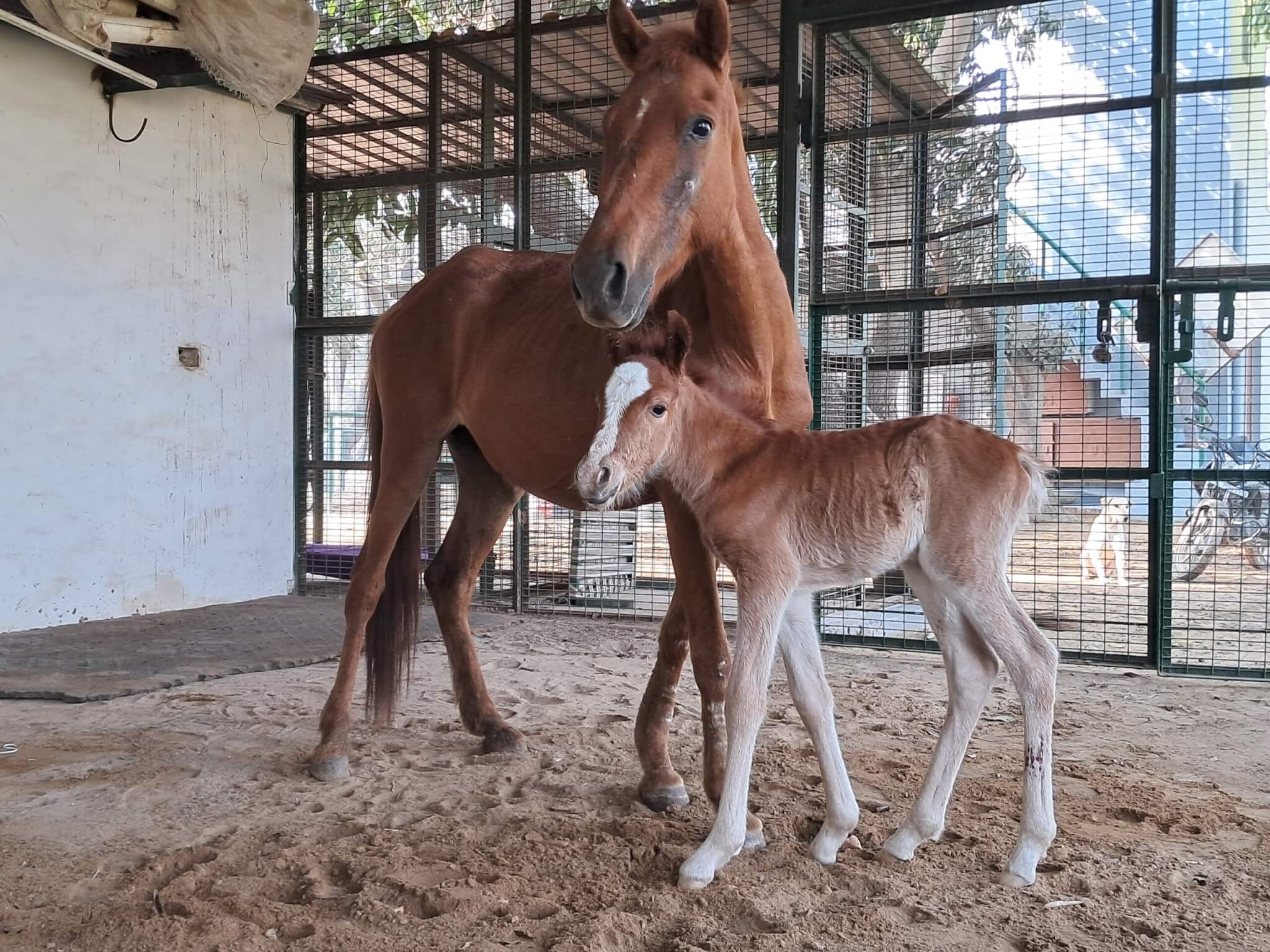 From Beaten to Beloved: Welcome, Chameli and Jolly! - Animal Rahat
