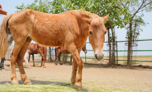 From Computer Screens to Rescue Scenes: My Eye-Opening Journey to Animal Rahat