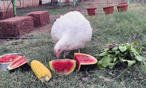 Janaki Is Free as a Bird