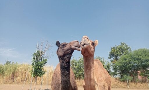 A Beacon of Hope for Animals
