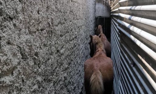 These Ponies Understand Being Stuck Between a Rock and a Hard Place